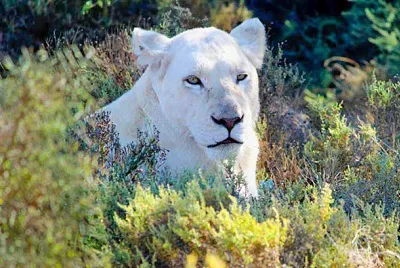 White Lion Lodge*****Südafrika Golfreisen und Golfurlaub