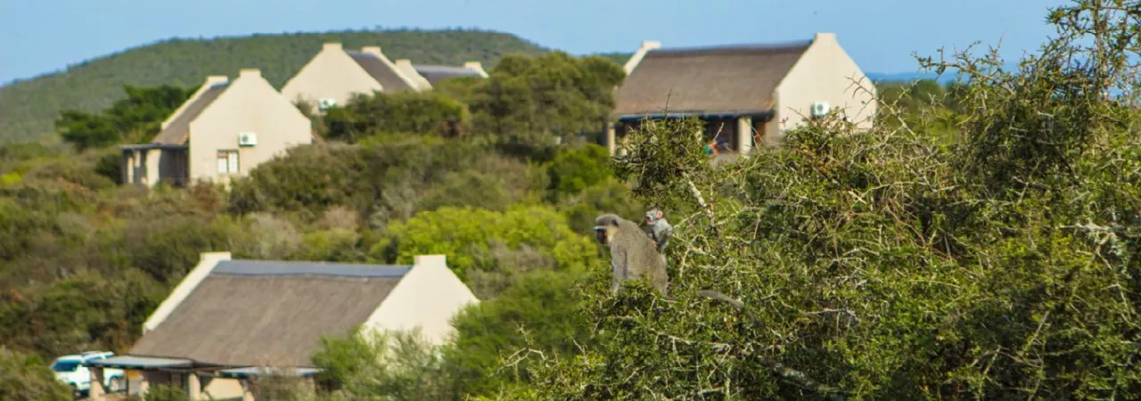 Addo Elephant Park Main Camp**** - Südafrika