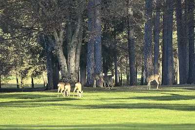 GC ArboretumSlowenien Golfreisen und Golfurlaub