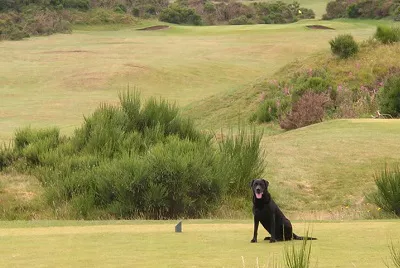 The Tain Golf ClubSchottland Golfreisen und Golfurlaub