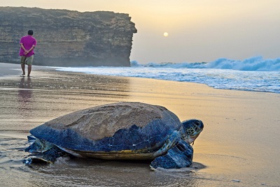 Ras Al Jinz Turtle ReserveOman Golfreisen und Golfurlaub