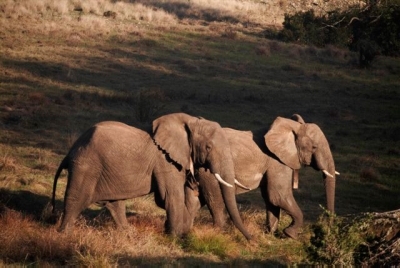 Südafrika Golfreisen und Golfurlaub