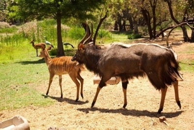 Südafrika Golfreisen und Golfurlaub