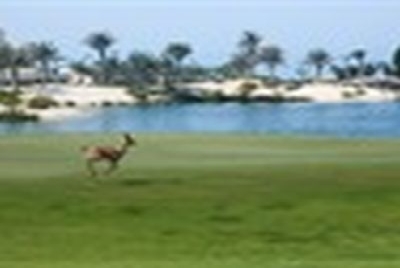 Abu Dhabi Golfreisen und Golfurlaub